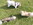 Gäste in der Hundepension Casa Happy